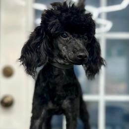 Caliosa - Black female Poodle puppy in Greenville, South Carolina from Wendy's House Of Poodles LLC
