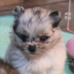 ACE - Blue merle male Pomeranian puppy in Pickton, Texas from Mandy's Precious Poms