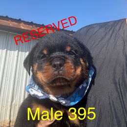 Male 395 - Black and mahogany male Rottweiler puppy in Ocala, Florida from Southeast Companion & Protection Dogs