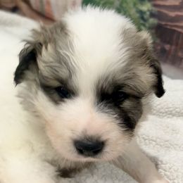 LINK Black collar male - White and badger male Great Pyrenees puppy in Fair Grove, Missouri from Allen Wags & Woolies