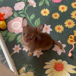Maple - 5,500 - Chocolate and tan female Chihuahua puppy in Houston, Texas from The Chihuahua Haus