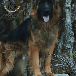 Gerald - Black and red male German Shepherd puppy in Herriman, Utah from VMS Shepherds