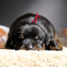 Anya - 5350 - Black and rust female Beauceron puppy in Rockwall, Texas from Elitehaus