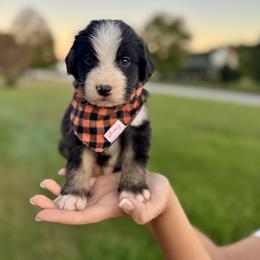 Assorted Doodle Crosses, Aussiedoodle, Australian Mountain Doodle, and Miniature Australian Shepherd Puppies from Aspen Mountain Doodles LLC