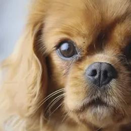 Cavalier King Charles Spaniels from Royal Garden Cavaliers