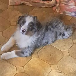 RHETT - Blue merle male Australian Shepherd puppy in Elk Creek, Missouri from Hearts on Fire Australian Shepherds