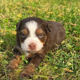 Latte - Red tri female Miniature Australian Shepherd puppy in Paris, Texas from Blue Envy Mini Aussies