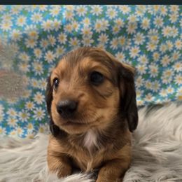 Pinto Bean - Chocolate male Dachshund puppy in Grant, Michigan from Low Down Dashchuand
