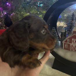 Axe - Chocolate and tan male Dachshund puppy in Argos, Indiana from TKO Doxies