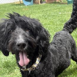 Tana - Bernedoodle