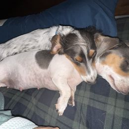 Oliver - Dachshund