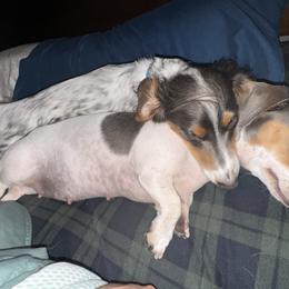 Oliver - Dachshund