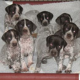 German Shorthaired Pointers from Liebmeister Kennels