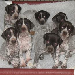 German Shorthaired Pointers from Liebmeister Kennels