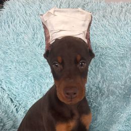 Drako - Red and rust male Doberman Pinscher puppy in Centralia, Missouri from TopSpots Farm