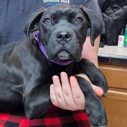 Purple Collar Female - Black brindle female Cane Corso puppy in Lewistown, Montana from Corsi Amore Kennels