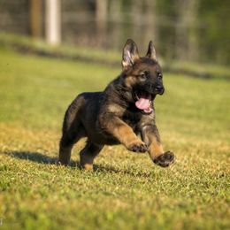 German Shepherd Puppies from Sommerfeld German Shepherds
