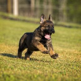 German Shepherd Puppies from Sommerfeld German Shepherds