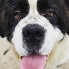 Saint Berdoodles and Saint Bernards from SeasideSaints