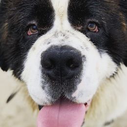 Saint Berdoodles and Saint Bernards from SeasideSaints