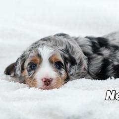 Nebula - female Australian Mountain Doodle puppy in Cortez, Colorado from Sassy Pants Pups