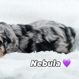 Nebula - female Australian Mountain Doodle puppy in Cortez, Colorado from Sassy Pants Pups