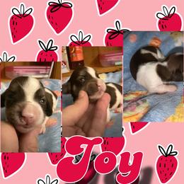 Joy - Piebald female Dachshund puppy in Brazil, Indiana from King Duke Dachshunds