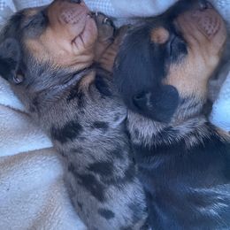 Dachshund Puppies from Ripon Dachshunds