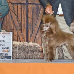 Poodle puppies from Windy City Majestic Toy Poodles