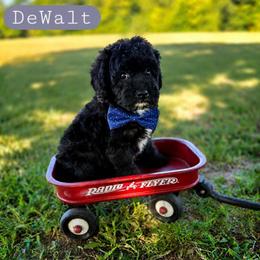 Walt (DeWalt) - male Cavapoochon puppy in Bullard, Texas from Cavapoochon Central LLC