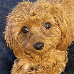 Cavapoo and Poodle All Grown Up from Mckendra's Legacy