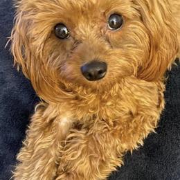 Cavapoo and Poodle All Grown Up from Mckendra's Legacy
