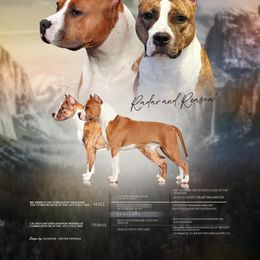 American Staffordshire Terrier All Grown Up from Corralitos Kennels