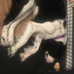 English Springer Spaniels from Silver Spruce Springer Spaniels