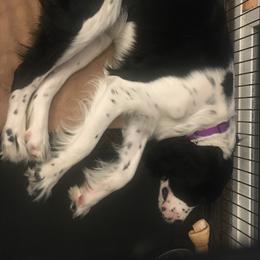 English Springer Spaniels from Silver Spruce Springer Spaniels