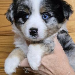 Dottie girl 5 - Blue merle female Miniature Australian Shepherd puppy in Hampton, Tennessee from TC Farms Stock Dogs - Miniature Australian Shepherds