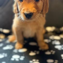 Eve - Golden female Golden Retriever puppy in Sandy, Oregon from Treasured K-9s
