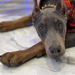 Doberman Pinscher and French Bulldog Puppies from Upper Echelon Kennel
