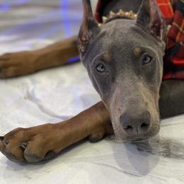Doberman Pinscher and French Bulldog Puppies from Upper Echelon Kennel