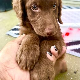 Mowgli - Chocolate Goldendoodle puppy in Moncks Corner, South Carolina from Sweetgrass Goldendoodles of Moncks Corner