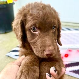 Mowgli - Chocolate Goldendoodle puppy in Moncks Corner, South Carolina from Sweetgrass Goldendoodles of Moncks Corner