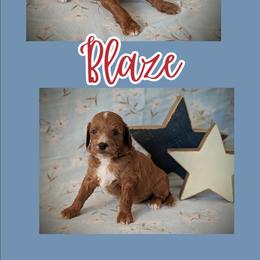Blaze - Red  male Goldendoodle puppy in Coarsegold, California from Hobbit Hollow Acres