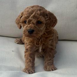 Taffy - Cream female Poodle puppy in Chattanooga, Tennessee from Ross Vegas Kennels