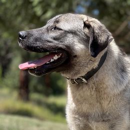Jyn - Anatolian Shepherd Dog