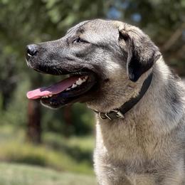 Jyn - Anatolian Shepherd Dog