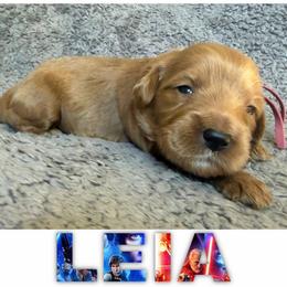 LEIA - Red  female Goldendoodle puppy in Minneapolis, Minnesota from The Golden Roo