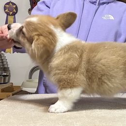 Red boy - Red male Pembroke Welsh Corgi puppy in Gaston, Oregon from Timberside