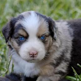 Miniature Australian Shepherds from Shine Blue Kennel