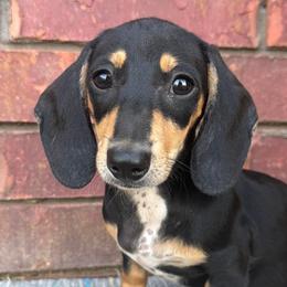 Chloe - Black and cream female Dachshund puppy in Keota, Oklahoma from Skyview Doxie Ranch