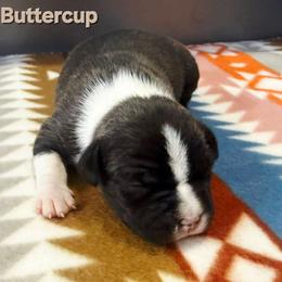 Buttercup - Brown brindle female American Staffordshire Terrier puppy in Clintwood, Virginia from SkyBlue Kennel